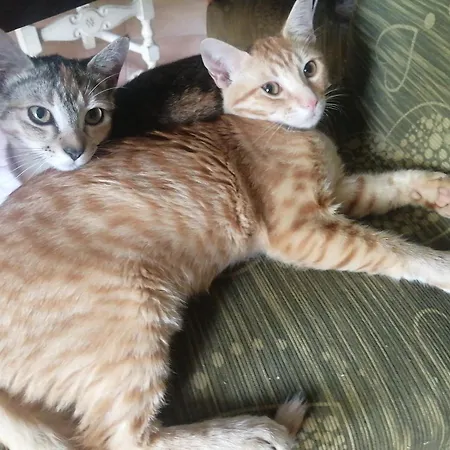 Bed & Breakfast Orange *